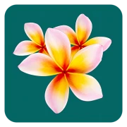 Island Cove (Mauritius) Company Limited logo — destination management company in Trou d’Eau Douce, Mauritius